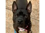 Adopt Reeves a American Staffordshire Terrier