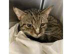 Adopt Weepy a Domestic Short Hair