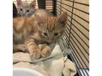 Adopt Curry a Domestic Short Hair