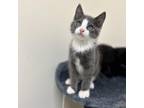 Adopt Batista a Domestic Short Hair