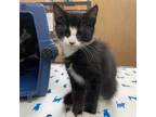 Adopt Doakes a Domestic Short Hair