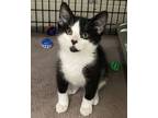 Adopt Woody a Domestic Short Hair