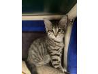 Adopt Frito a Domestic Short Hair