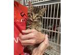 Adopt Solar a Domestic Short Hair