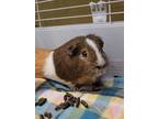 Adopt Teezy a Guinea Pig