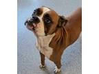 Adopt Butch a Boxer, Mixed Breed