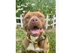 Adopt Canelo a Pit Bull Terrier, Mixed Breed