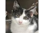 Adopt Scatter a Domestic Short Hair