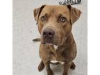 Adopt Rover a Hound, Pit Bull Terrier