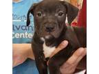 Adopt Muffin a Pit Bull Terrier