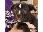 Adopt Bagel a Pit Bull Terrier