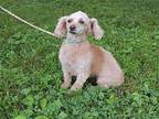BRANDY YOUR A FINE GIRL Poodle (Miniature) Adult Female