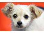 Adopt Churro a Mixed Breed