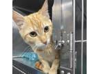 Adopt Bearberry a Domestic Short Hair