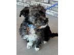Adopt Jacob a Terrier, Mixed Breed