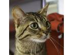 Adopt Ares a Domestic Short Hair