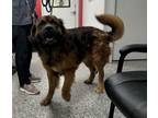 Adopt Mongo a Newfoundland Dog, Saint Bernard