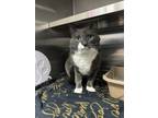 Adopt Stephen a Domestic Short Hair