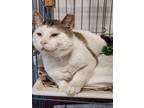 Adopt Toby a Tabby, Domestic Short Hair
