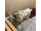Adopt Thomas Edward Brady Jr. a Goat