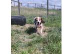 Adopt BARNEE a Beagle