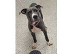 Adopt Steel a Pit Bull Terrier, Mixed Breed