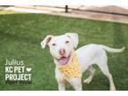 Adopt Julius a Pit Bull Terrier, Mixed Breed