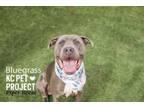 Adopt Bluegrass a Pit Bull Terrier, Mixed Breed