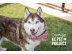 Adopt Damian a Siberian Husky
