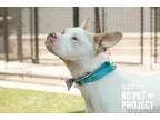 Adopt Toledo a Pit Bull Terrier, Mixed Breed