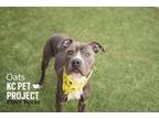 Adopt Oats a Pit Bull Terrier, Mixed Breed