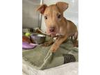 Adopt Brix a Pit Bull Terrier, Mixed Breed