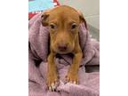 Adopt Cardinal a Pit Bull Terrier, Mixed Breed