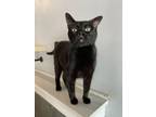 Adopt Casey a Domestic Short Hair