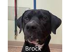 Brock Labrador Retriever Young Male
