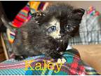 Kaley Domestic Shorthair Kitten Female