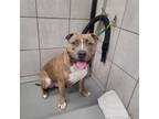 Adopt Polo a Pit Bull Terrier