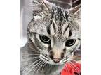 Winslow 41811 Domestic Shorthair Adult Male