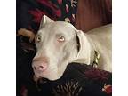 Henry Weimaraner Young Male