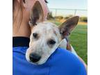 Adopt Bairin a Mixed Breed