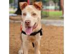 Adopt Levi VI a Carolina Dog