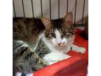 Adopt Barry a Domestic Long Hair