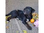 Adopt (Puppy) Wesley a Mixed Breed, Labrador Retriever