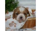 Cavalier King Charles Spaniel Puppy for sale in Marcellus, MI, USA