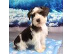 Schnauzer (Miniature) Puppy for sale in Seagraves, TX, USA