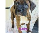 Boxer Puppy for sale in Stoutland, MO, USA