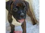 Boxer Puppy for sale in Stoutland, MO, USA