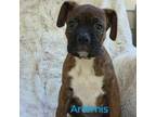 Boxer Puppy for sale in Stoutland, MO, USA