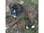 Boxer Puppy for sale in Stoutland, MO, USA