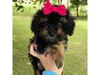 Maltipoo Puppy for sale in Ionia, MI, USA